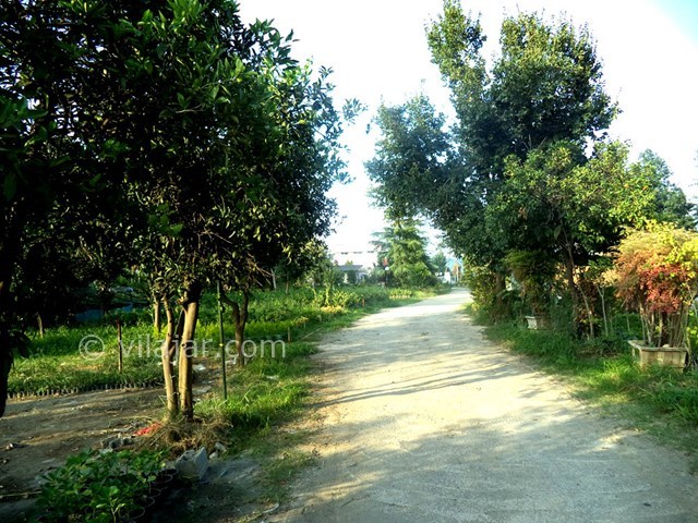 عکس شماره 22185 - اجاره ویلا رامسر ساحل خصوصی - 