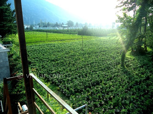 عکس شماره 22195 - اجاره ویلا رامسر ساحل خصوصی - 