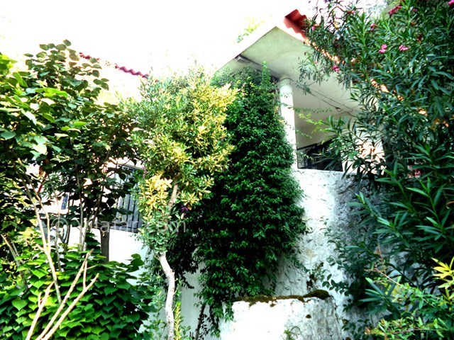 عکس شماره 22603 - ویلا استخردار جنگلی در رامسر - 