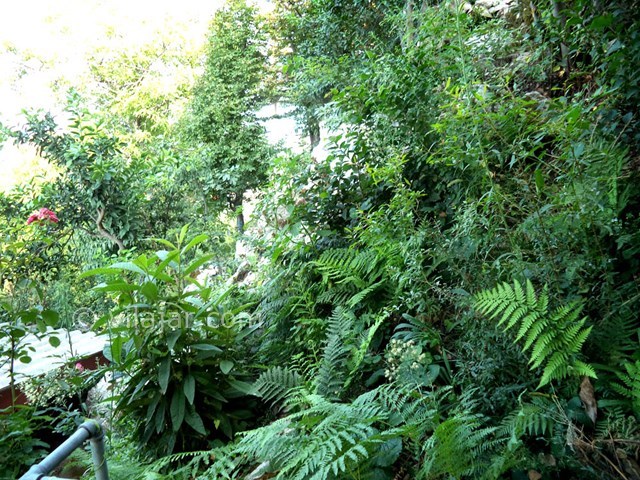 عکس شماره 22629 - ویلا استخردار جنگلی در رامسر - 