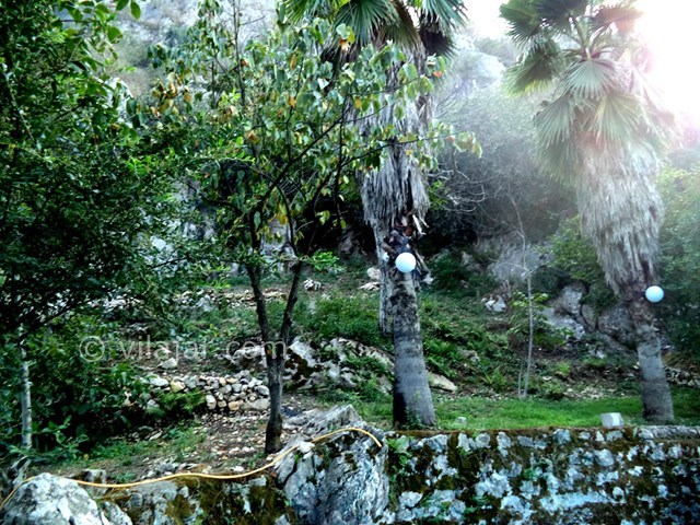 عکس شماره 22633 - ویلا استخردار جنگلی در رامسر - 