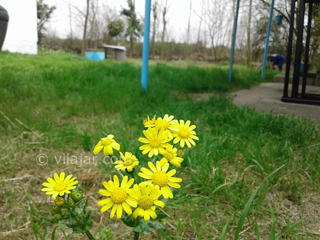 عکس شماره 227841 - اجاره ویلا نزدیک بندر انزلی - 