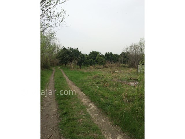 عکس شماره 236889 - اجاره ویلا جنگلی در تنکابن - 