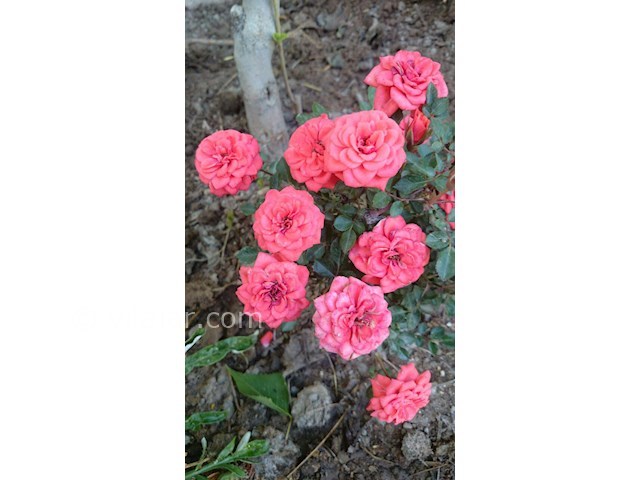 عکس شماره 238563 - اجاره ویلا در سرعین -