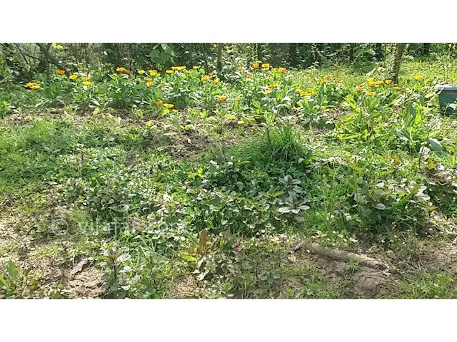 عکس شماره 247769 - ویلا اجاره ای در ماسال - 