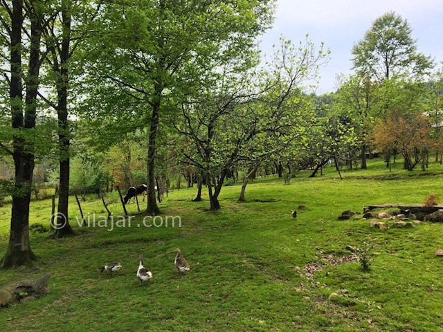 عکس شماره 253823 - اجاره ویلا در ماسال در جنگل - 