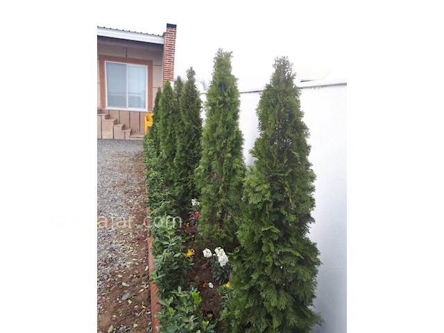 عکس شماره 260173 - اجاره ویلای لب دریا در نور - 