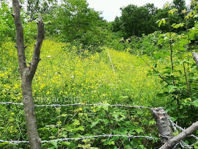 عکس شماره 272441 - اجاره ویلا جنگلی در تالش - 