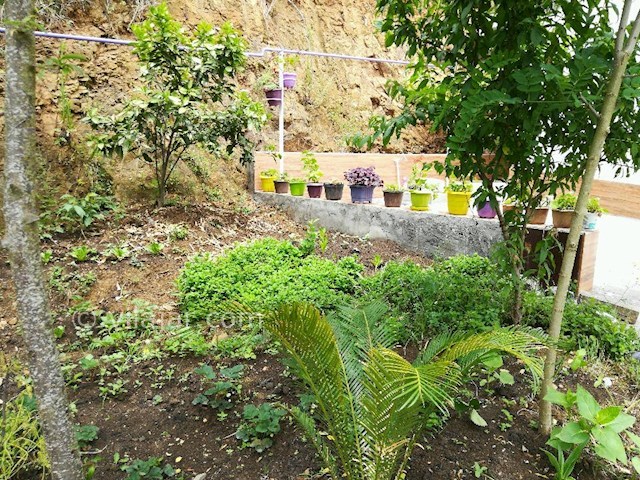 عکس شماره 272443 - اجاره ویلا جنگلی در تالش - 