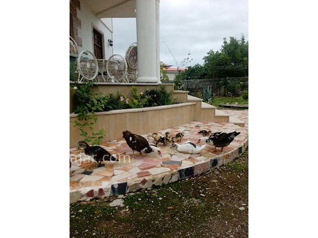 عکس شماره 27719 - ویلا باغ جنگلی عباس آباد - 