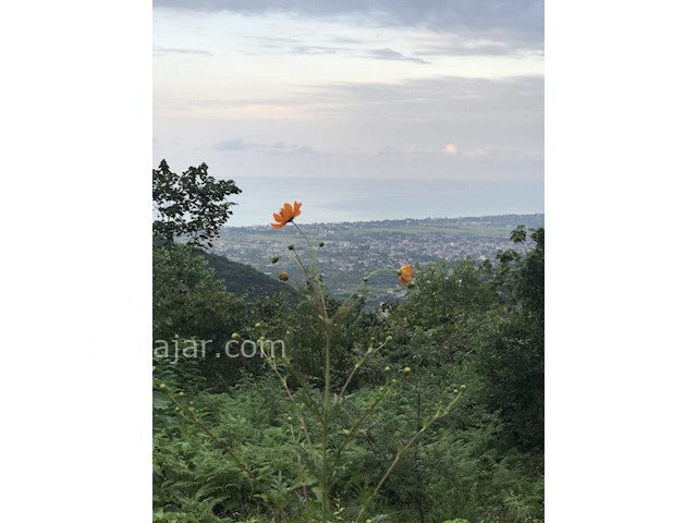 عکس شماره 277761 - اجاره ویلا جنگلی در اربکله - 