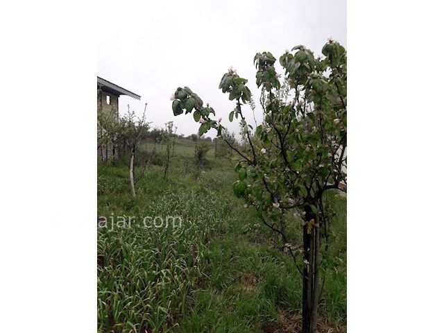 عکس شماره 278121 - کرایه ویلا ییلاق مریان تالش - 