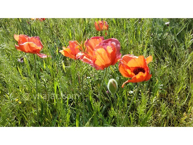 عکس شماره 279135 - اجاره کلبه ییلاقی کوهستانی - 