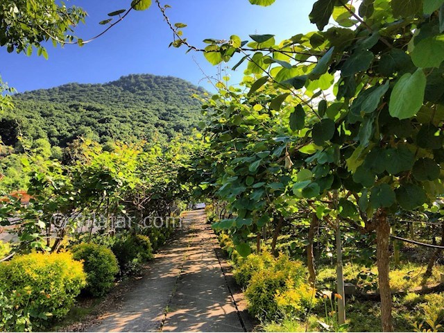 عکس شماره 283087 - رزرو ویلای جنگلی در اربکله - 