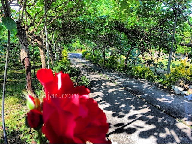 عکس شماره 283103 - رزرو ویلای جنگلی در اربکله - 