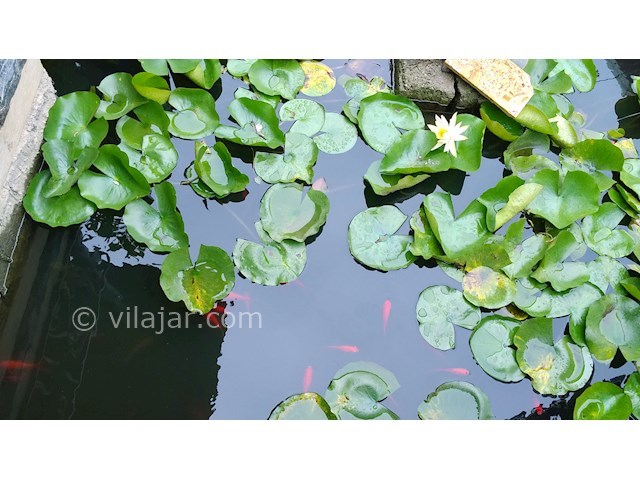 عکس شماره 283855 - اجاره ویلا ساحلی در رامسر - 