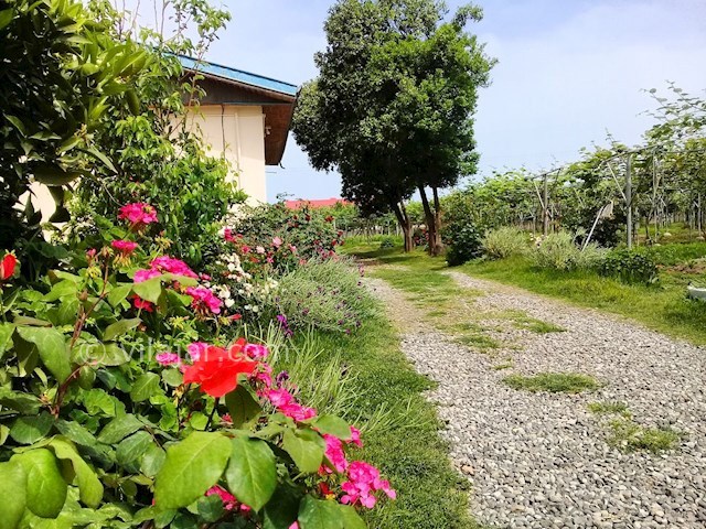 عکس شماره 284991 - اجاره ویلای روستایی در تالش - 