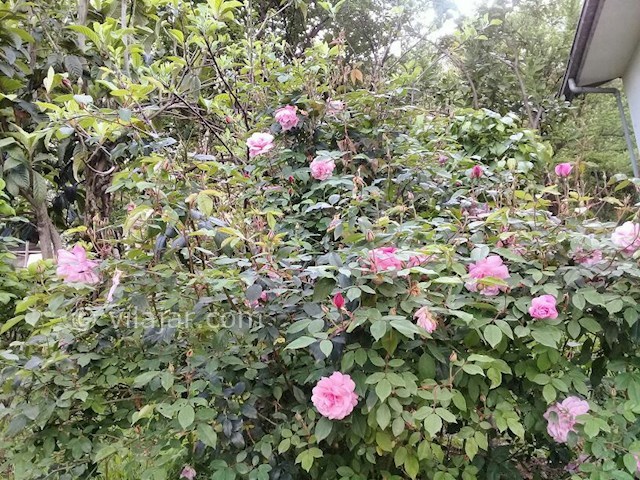 عکس شماره 287827 - اجاره سوئیت جنگلی در تالش - 