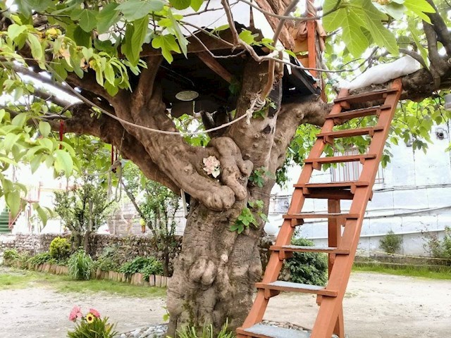 عکس شماره 299601 - اجاره خانه روستایی در تالش - 