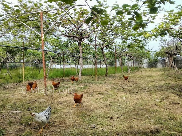 عکس شماره 299709 - اجاره خانه روستایی در تالش - 