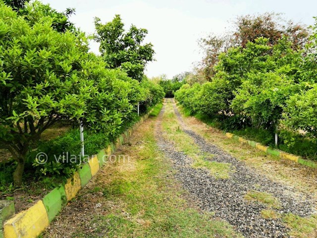 عکس شماره 299915 - ویلا باغ اجاره ای در تالش - 