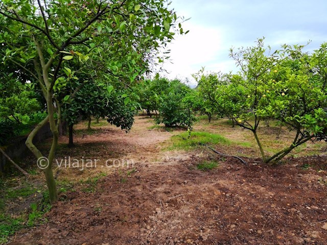 عکس شماره 299917 - ویلا باغ اجاره ای در تالش - 