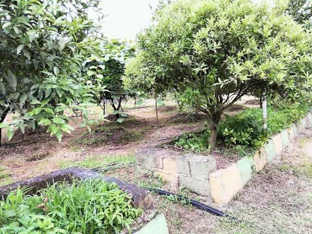 عکس شماره 299919 - ویلا باغ اجاره ای در تالش - 