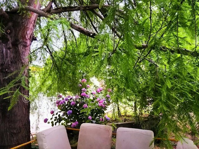 عکس شماره 300007 - ویلا باغ اجاره ای در تالش - 