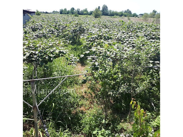 عکس شماره 302329 - کرایه ی باغ ویلا در تالش - 