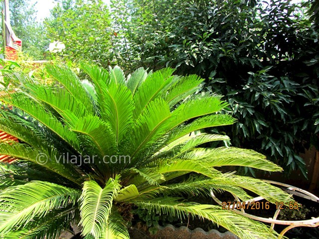 عکس شماره 31175 - اجاره ویلا در زیباکنار - 