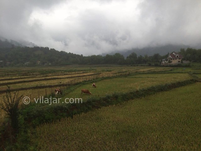 عکس شماره 315495 - ویلای چوبی در ماسال - 