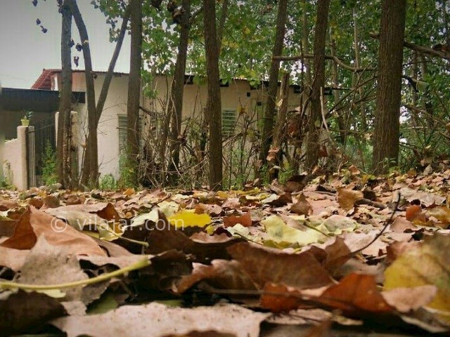 عکس شماره 344945 - اجاره سوییت جنگلی در متل قو - 