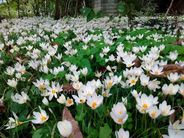 عکس شماره 347229 - اجاره ویلا باغ جنگلی در ماسال - گل های وحشی که به صورت طبیعی در فصل پاییز کل حیاط ویلا رو سفید پوش می کنه 