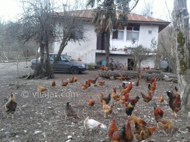 عکس شماره 350819 - خانه روستایی نزدیک رودبار - 