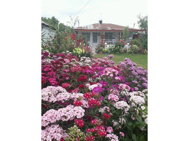 عکس شماره 354971 - ویلا باغ اجاره ای ماسال - 