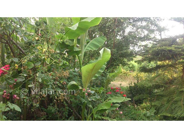 عکس شماره 35781 - اجاره ویلا در باغ نزدیک رودسر - 