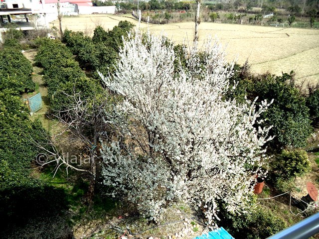 عکس شماره 36287 - اجاره طبقه سوم ویلا در رامسر - 