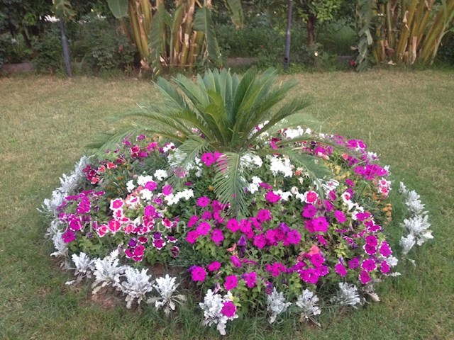 عکس شماره 365293 - اجاره ویلا لوکس در دزفول - 