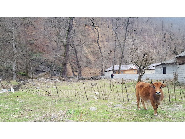 عکس شماره 367801 - ویلای چوبی در جاده اسالم - 