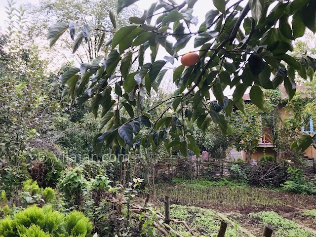 عکس شماره 370781 - اقامتگاه بومگردی نزدیک فومن - 