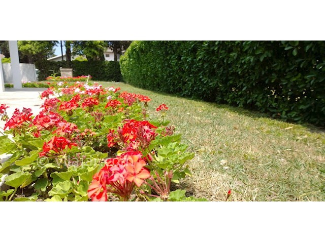 عکس شماره 37143 - اجاره ویلا خزرشهر شمالی - 