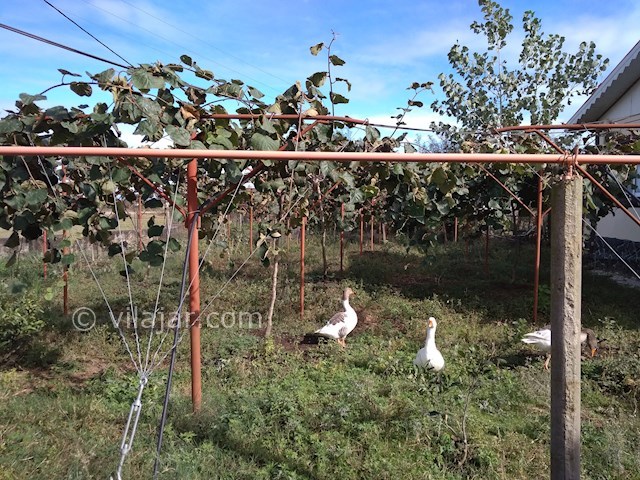 عکس شماره 375843 - ویلای اجاره ای در اسالم - 