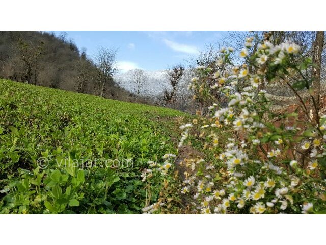 عکس شماره 37635 - اجاره سوئیت در طبیعت ماسال - 