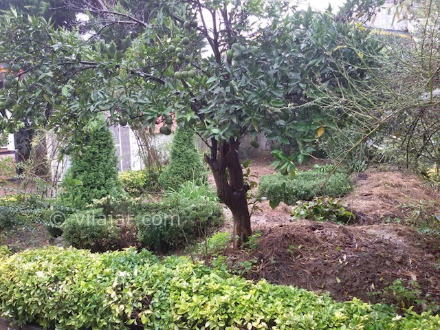 عکس شماره 403971 - اجاره ویلای استخردار رامسر - 