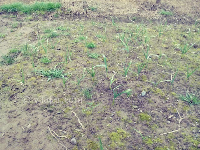 عکس شماره 406451 - اجاره خانه در آستانه اشرفیه - 