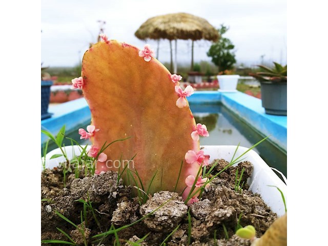 عکس شماره 440553 - اجاره ویلا جنگلی نزدیک ماسال - 