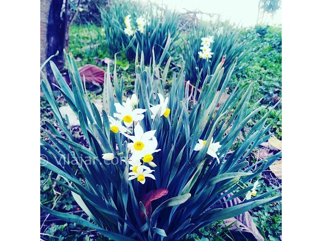 عکس شماره 440557 - اجاره ویلا جنگلی نزدیک ماسال - 