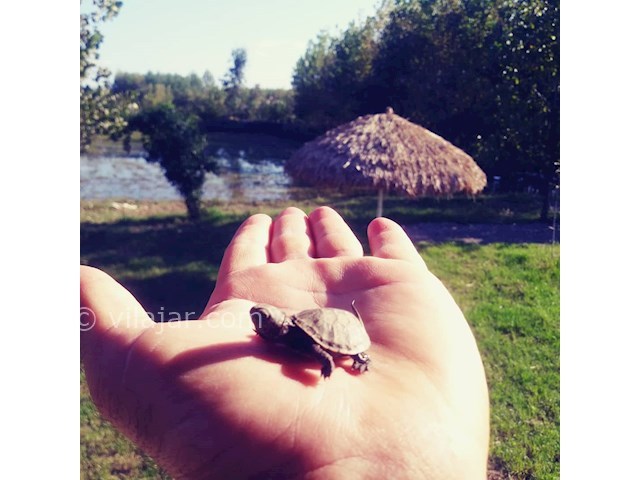 عکس شماره 440561 - اجاره ویلا جنگلی نزدیک ماسال - 