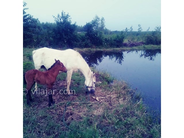 عکس شماره 440563 - اجاره ویلا جنگلی نزدیک ماسال - 