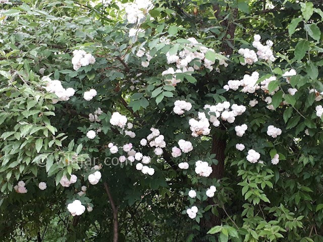 عکس شماره 441723 - اجاره ویلا در ماسال وشمه سرا - 